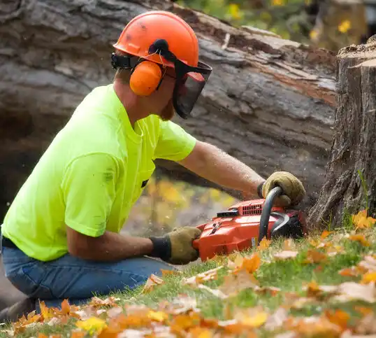 tree services Woodmore